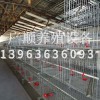 肉雞籠元寶籠